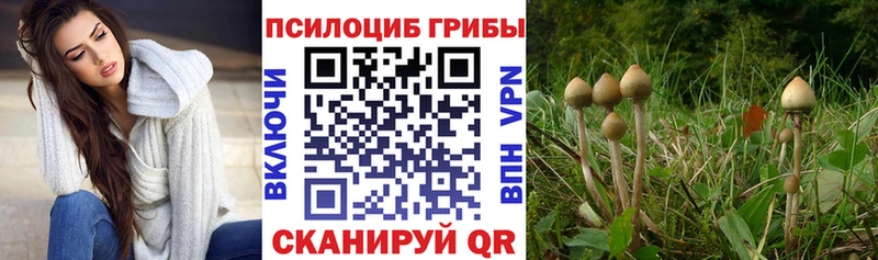 Купить где  Серафимович  Галлюциногенные грибы GOLDEN TEACHER 